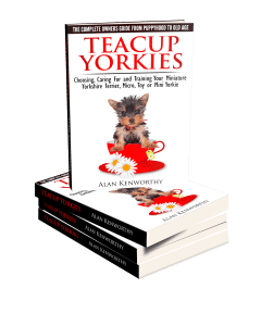 teacup yorkie boy names boy teacup yorkie names 57317 dfiles teacup yorkie boy names boy teacup yorkie names 57317 dfiles