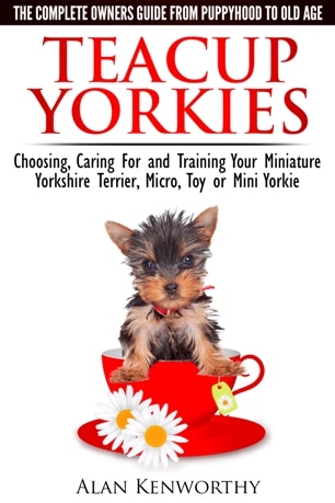 how big do teacup yorkie puppies get puppy teacup yorkies how big do teacup yorkie puppies get puppy teacup yorkies
