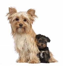 cost of teacup yorkie image gallery mini yorkies cost of teacup yorkie image gallery mini yorkies