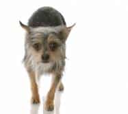 piebald yorkie what is a parti yorki piebald yorkie what is a parti yorki
