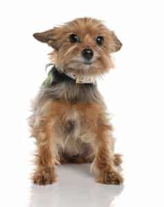 miniature yorkie lifespan puppy teacup yorkies miniature yorkie lifespan puppy teacup yorkies