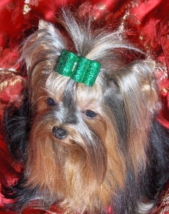 miniature yorkie rescue uk breeders add your business miniature yorkie rescue uk breeders add your business