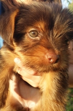 miniature yorkshire terrier
