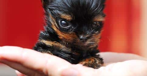 smallest teacup yorkie in the world s journey the smallest in the world smallest teacup yorkie in the world s journey the smallest in the world