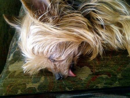 Missie Tongue - 3.3lb Teacup Yorkie Missie Tongue - 3.3lb Teacup Yorkie