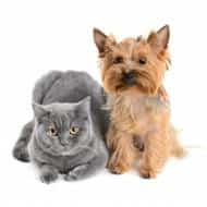 micro yorkie with cat