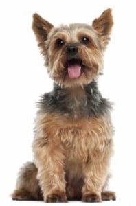 yorkies for sale under 500 near me