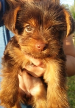 chocolate teacup yorkie